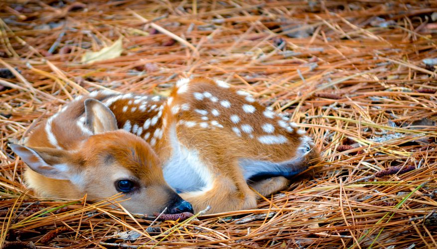 http://158.69.55.95/wp-content/uploads/2018/06/baby-deer.jpg