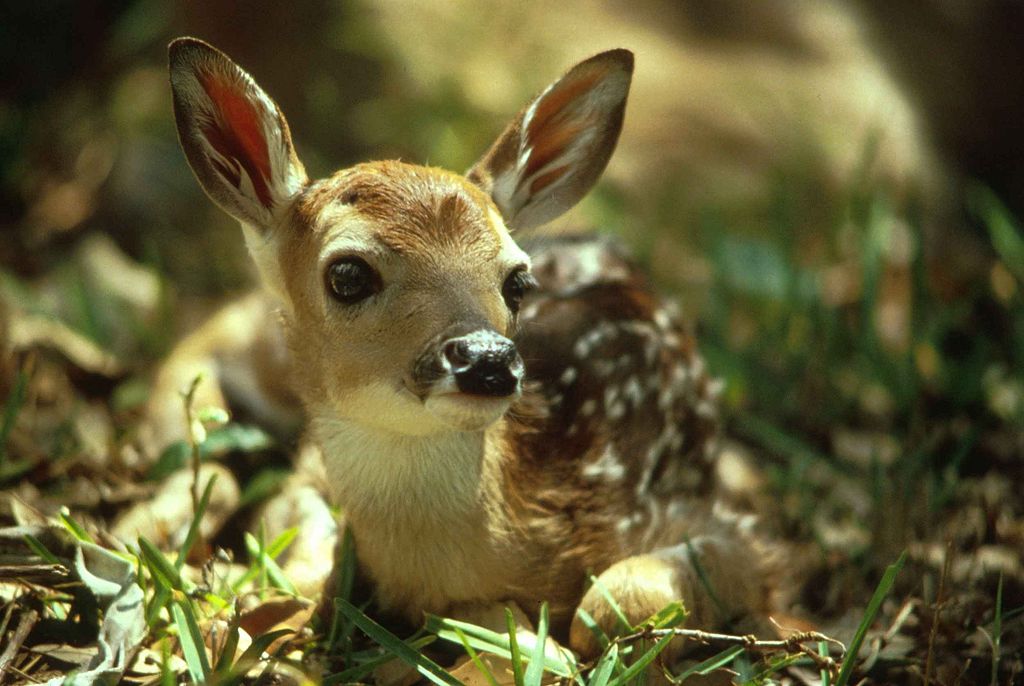 http://158.69.55.95/wp-content/uploads/2018/06/deer14.jpg