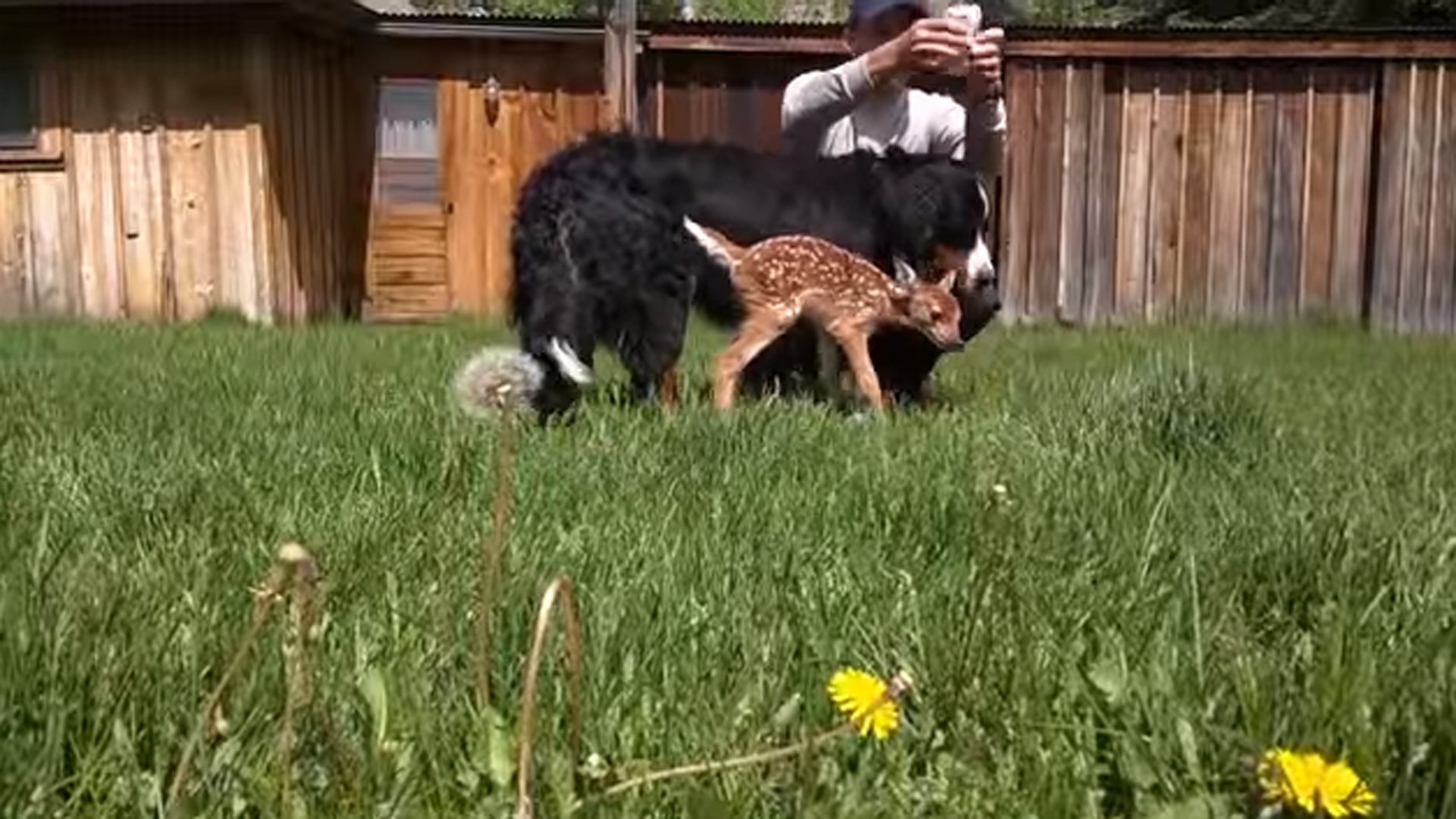 http://158.69.55.95/wp-content/uploads/2018/06/deer15.jpg