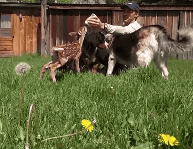 http://158.69.55.95/wp-content/uploads/2018/06/deer19.jpeg