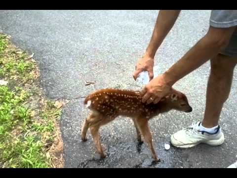 http://158.69.55.95/wp-content/uploads/2018/06/friendly-baby-deer.jpg