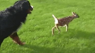 http://158.69.55.95/wp-content/uploads/2018/06/gif3.gif