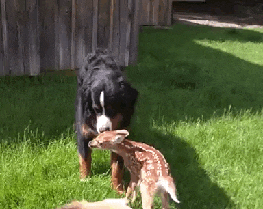 http://158.69.55.95/wp-content/uploads/2018/06/gif1.gif