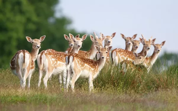 http://158.69.55.95/wp-content/uploads/2018/06/herd-of-deer.png