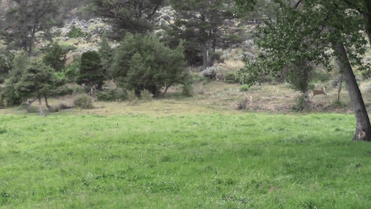 man-saves-injured-baby-deer-animal-friendship-6