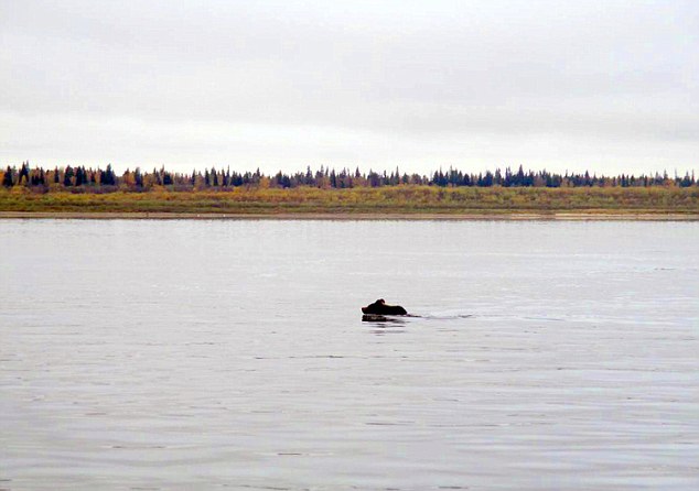 The mother abandoned the two cubs, who are old enough to fend for themselves in SiberiaÂ 
