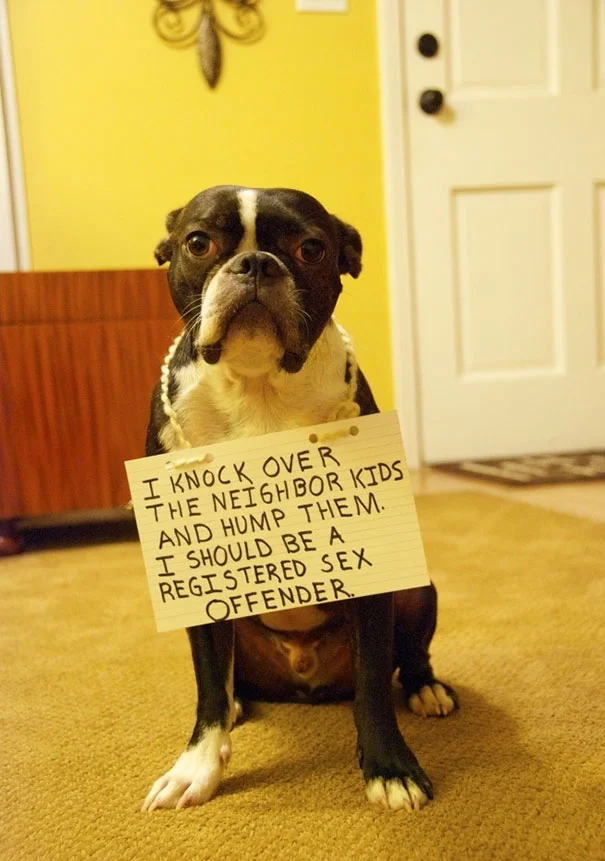 http://158.69.55.95/wp-content/uploads/2018/06/funny-pet-shaming-1-591e9032d4b12__605.jpg