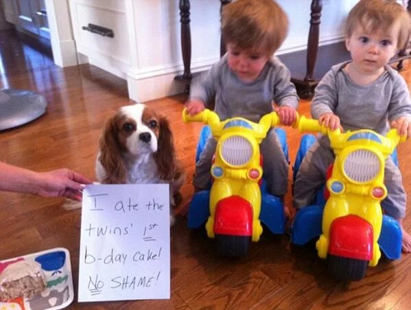 Image result for 2 dog shaming