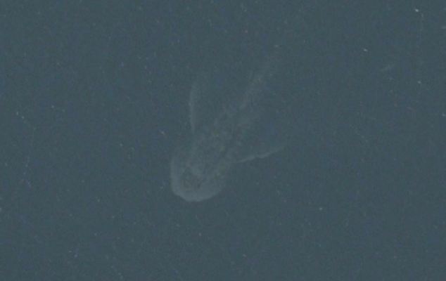 Image result for sea monster surface