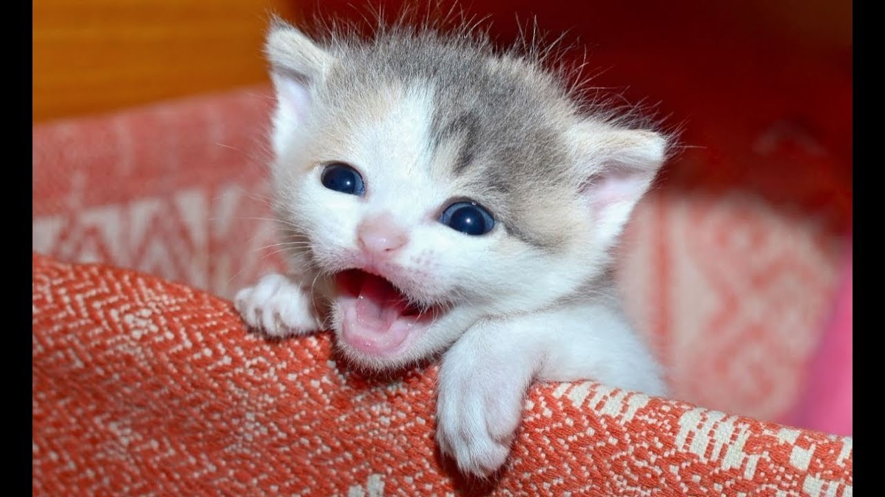 Звуки котят мяуканье для кошки